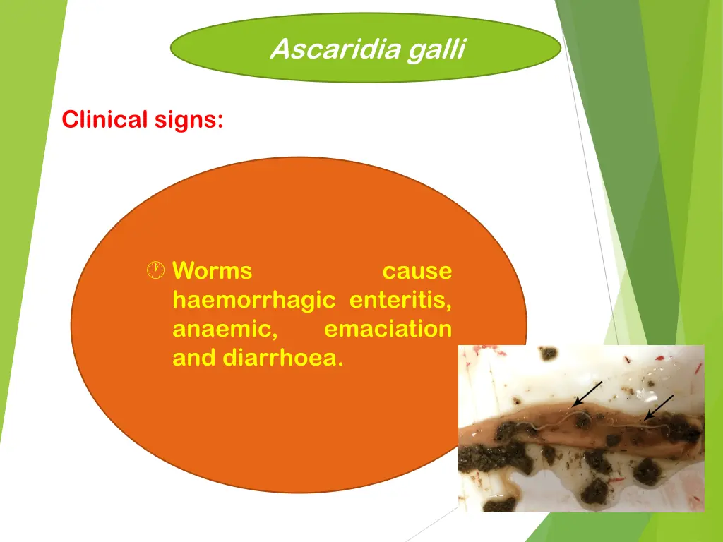 ascaridia galli 4