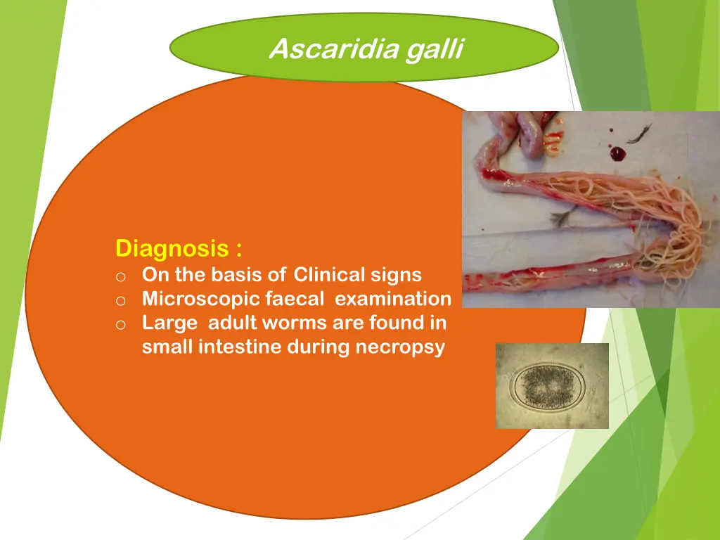 ascaridia galli 5