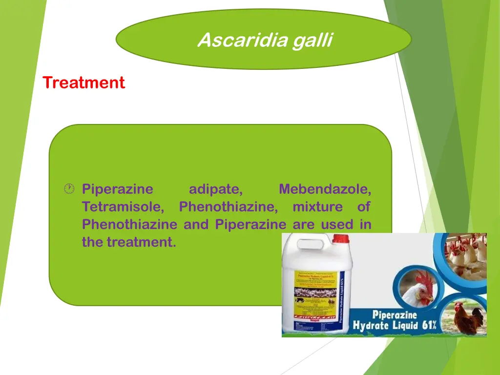 ascaridia galli 6