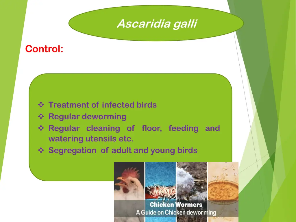 ascaridia galli 7