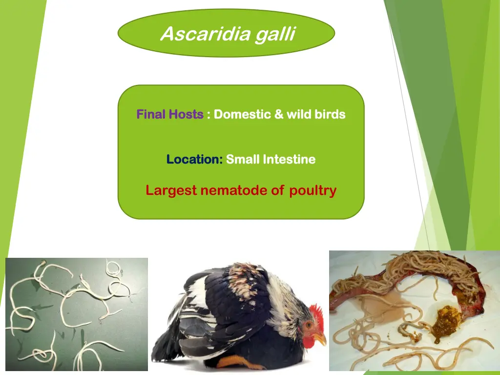 ascaridia galli