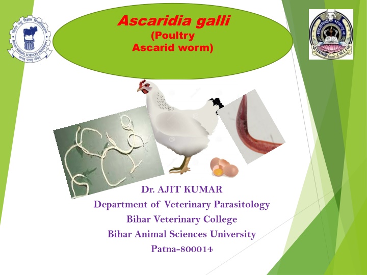 ascaridia galli poultry ascarid worm