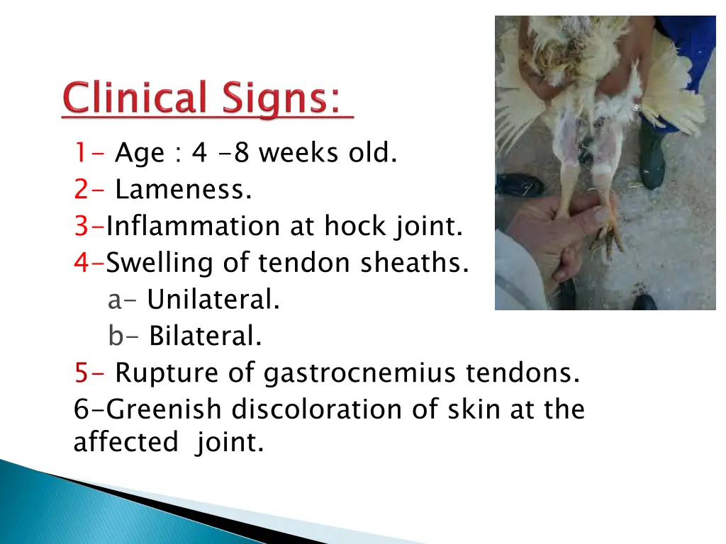 1 age 4 8 weeks old 2 lameness 3 inflammation