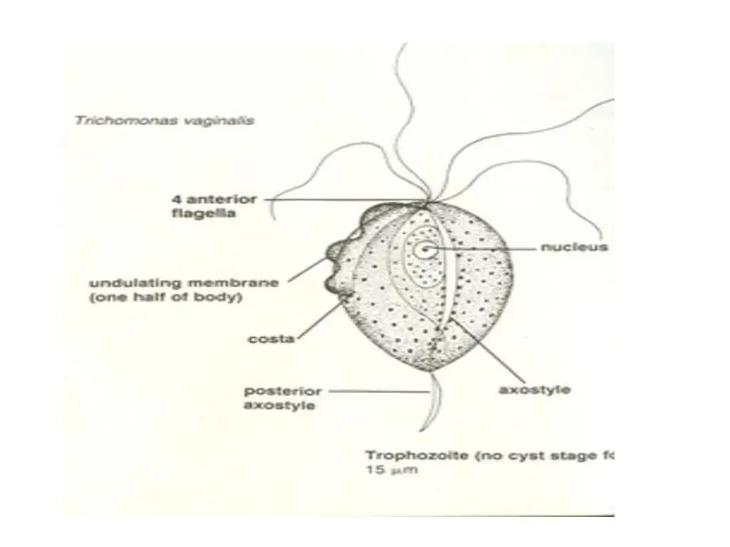 slide4