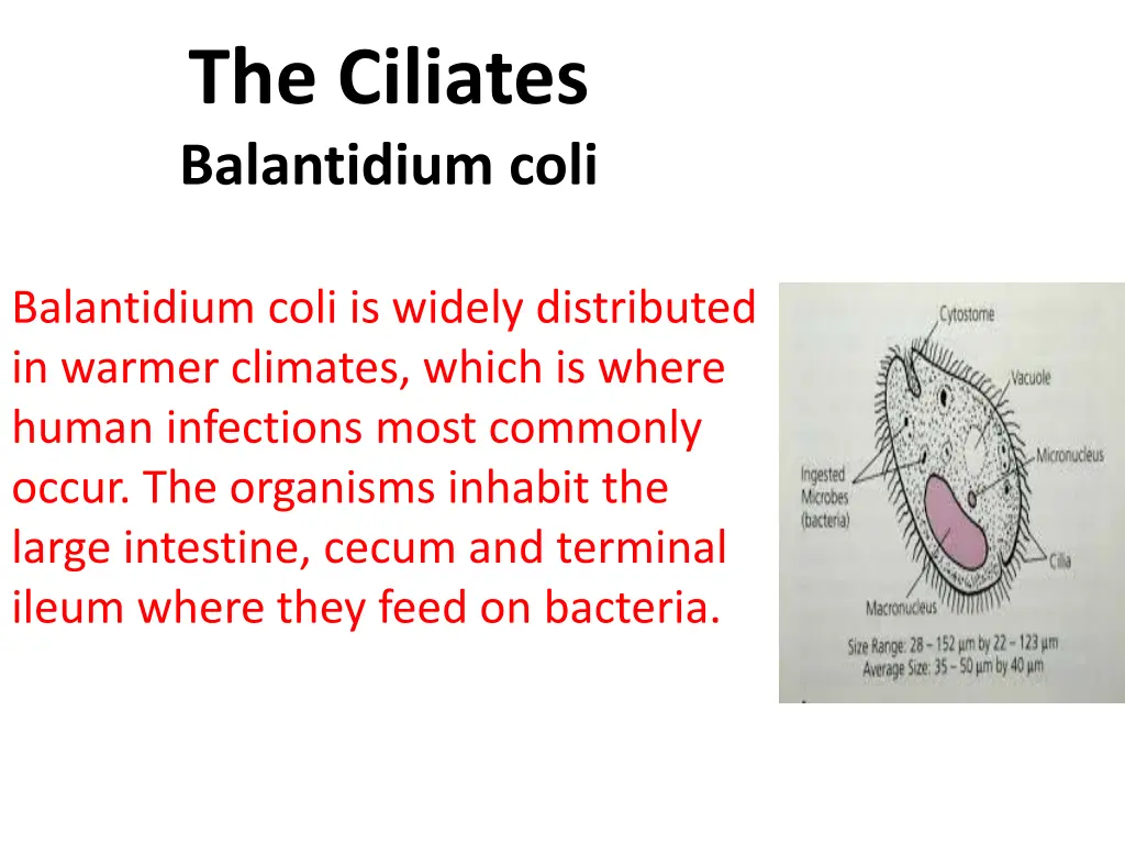 the ciliates balantidium coli