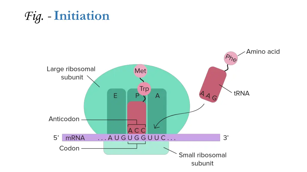 fig initiation