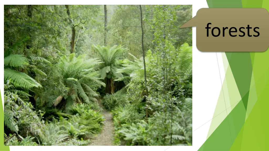 forests 1