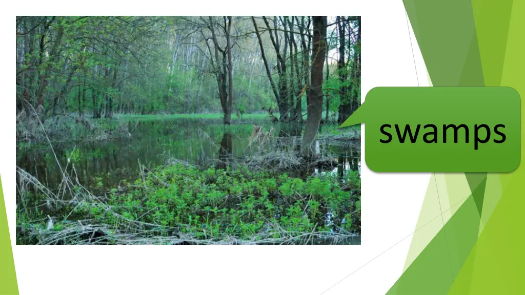 swamps