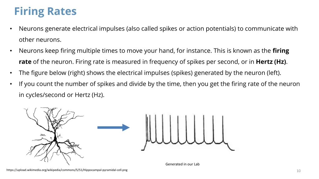 firing rates