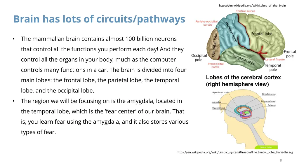 https en wikipedia org wiki lobes of the brain