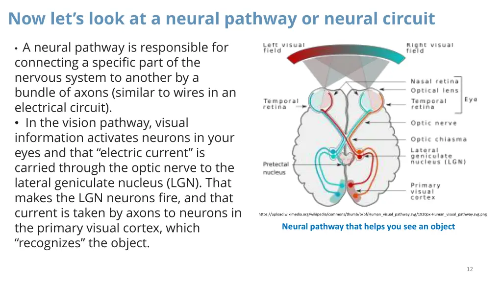 now let s look at a neural pathway or neural