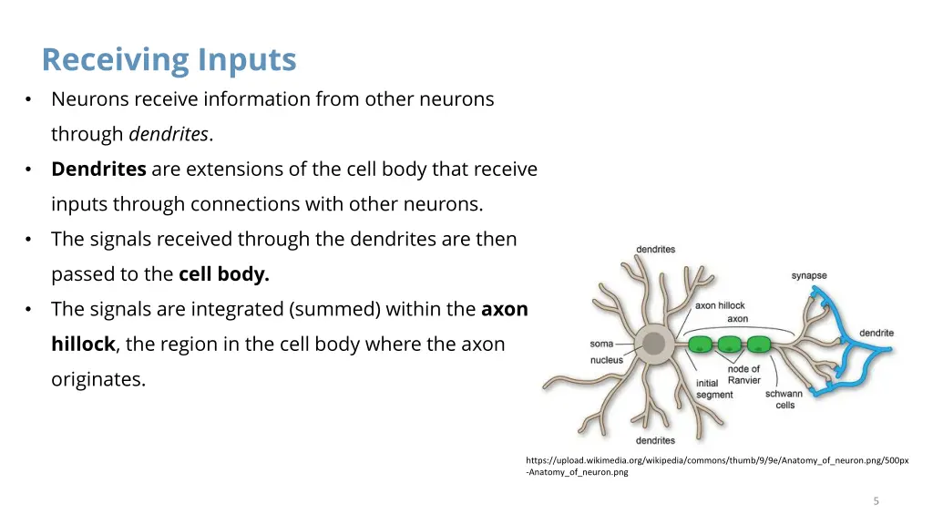 receiving inputs neurons receive information from
