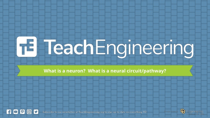 what is a neuron what is a neural circuit pathway