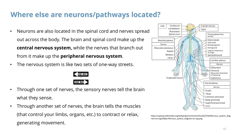 where else are neurons pathways located