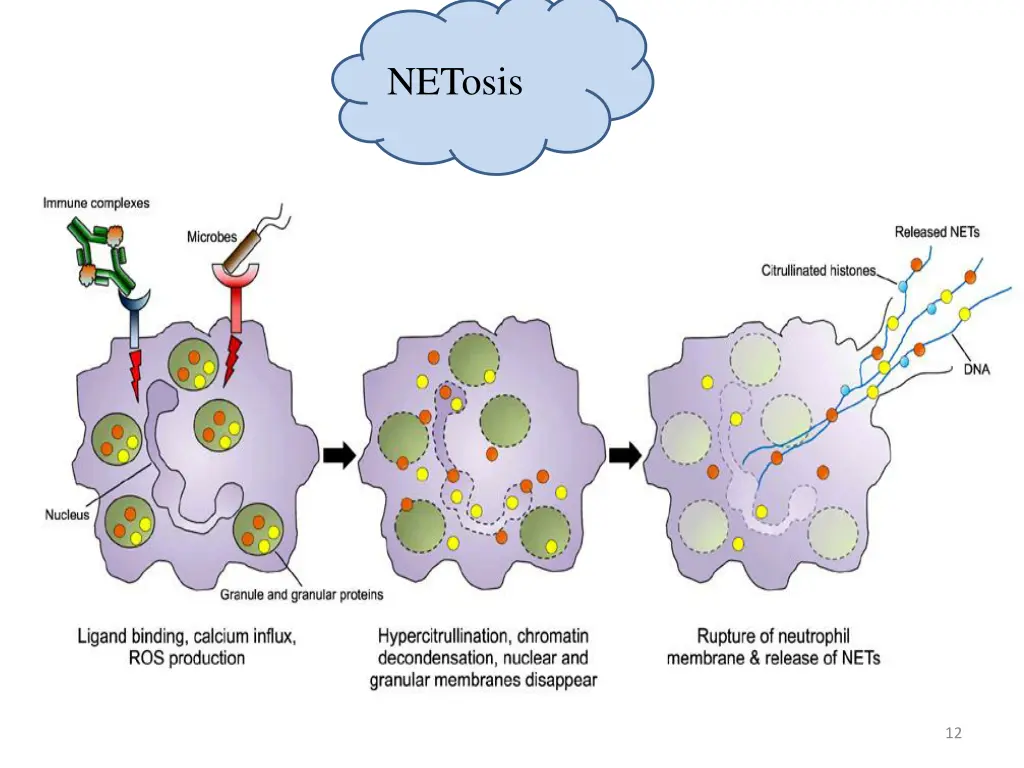 netosis