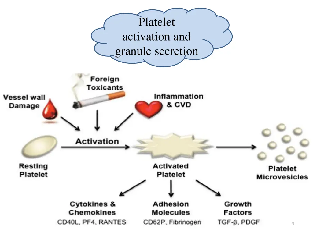 platelet activation and granule secretion