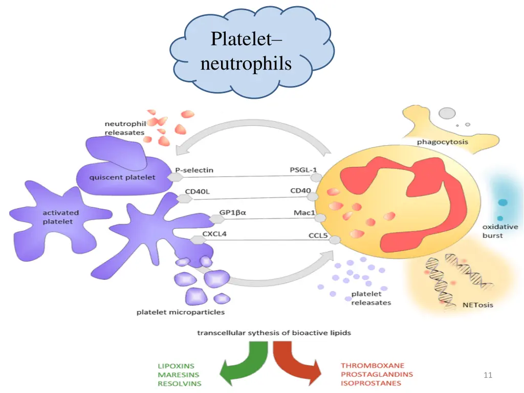 platelet neutrophils