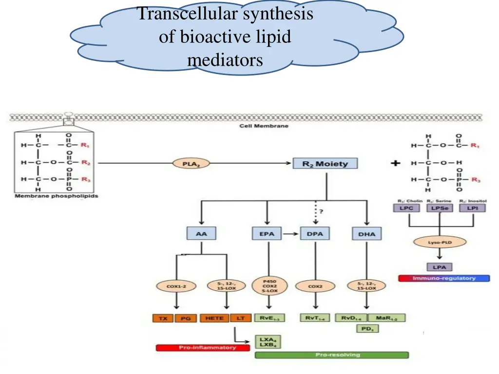 transcellular synthesis of bioactive lipid