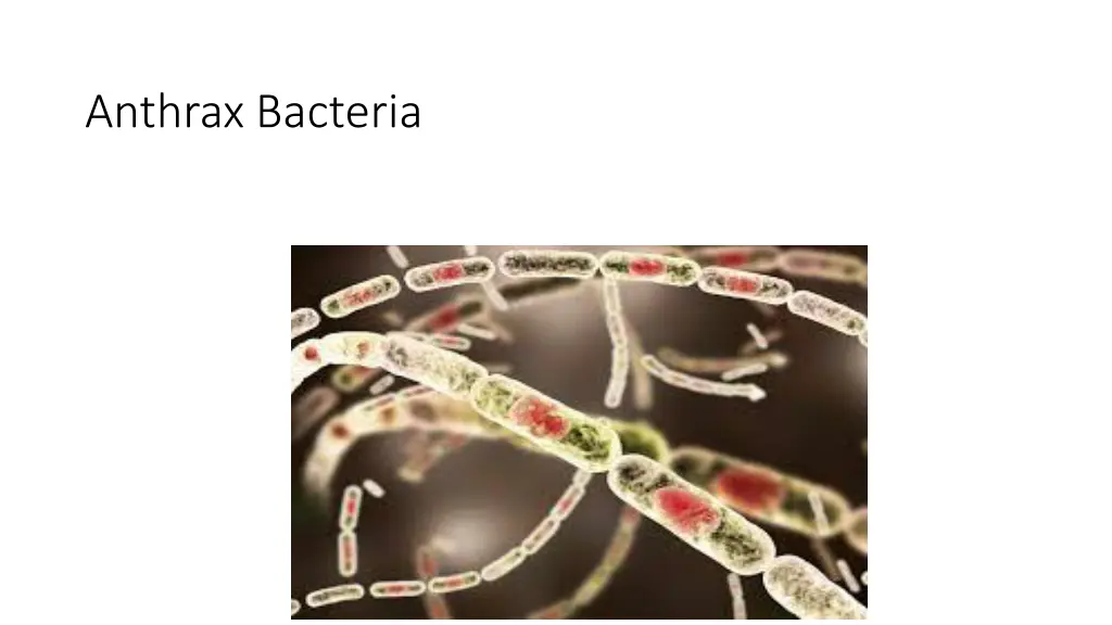 anthrax bacteria