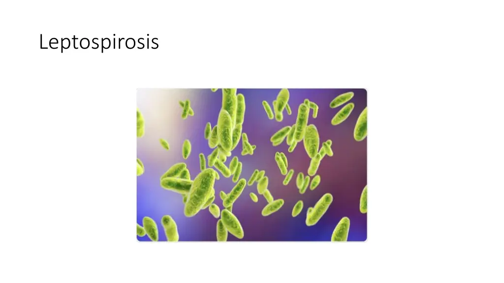 leptospirosis