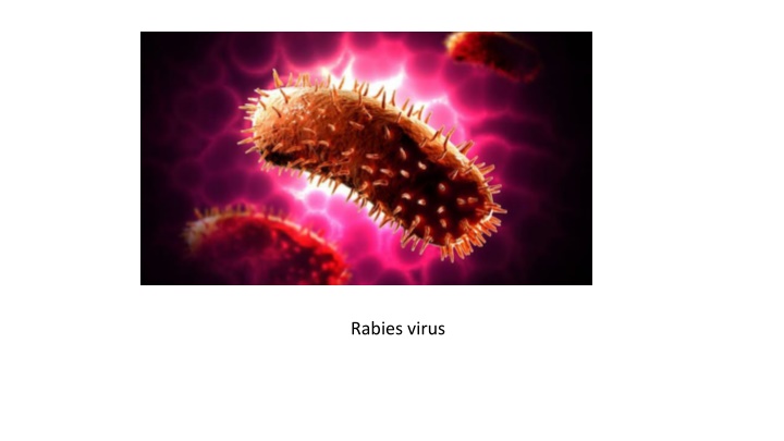 rabies virus
