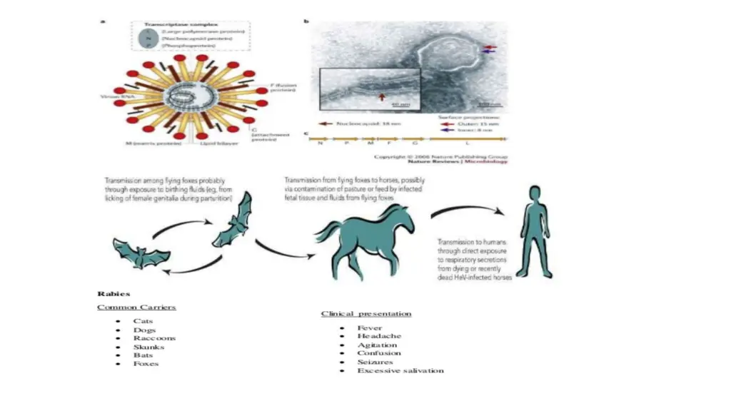 slide11