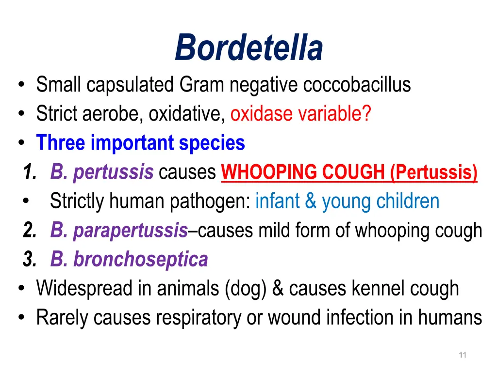 bordetella