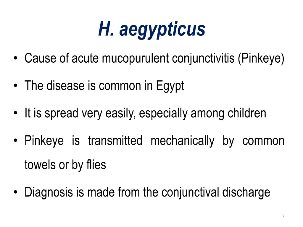 h aegypticus