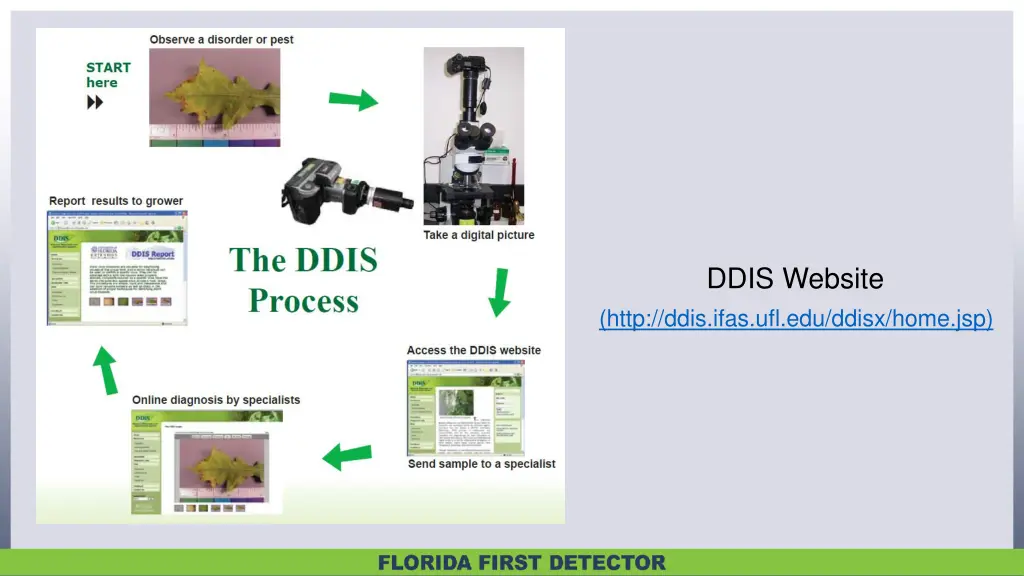 ddis website