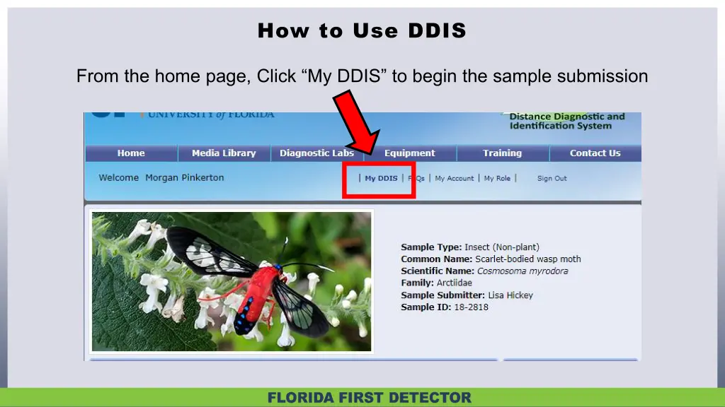 how to use ddis 1