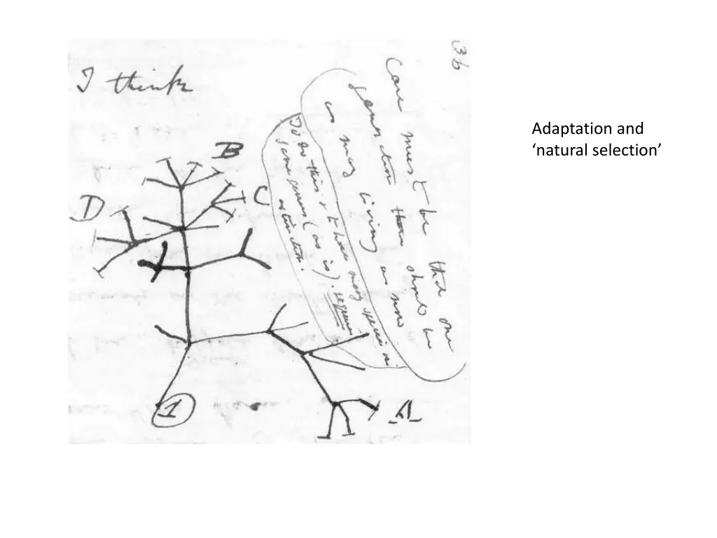 adaptation and natural selection