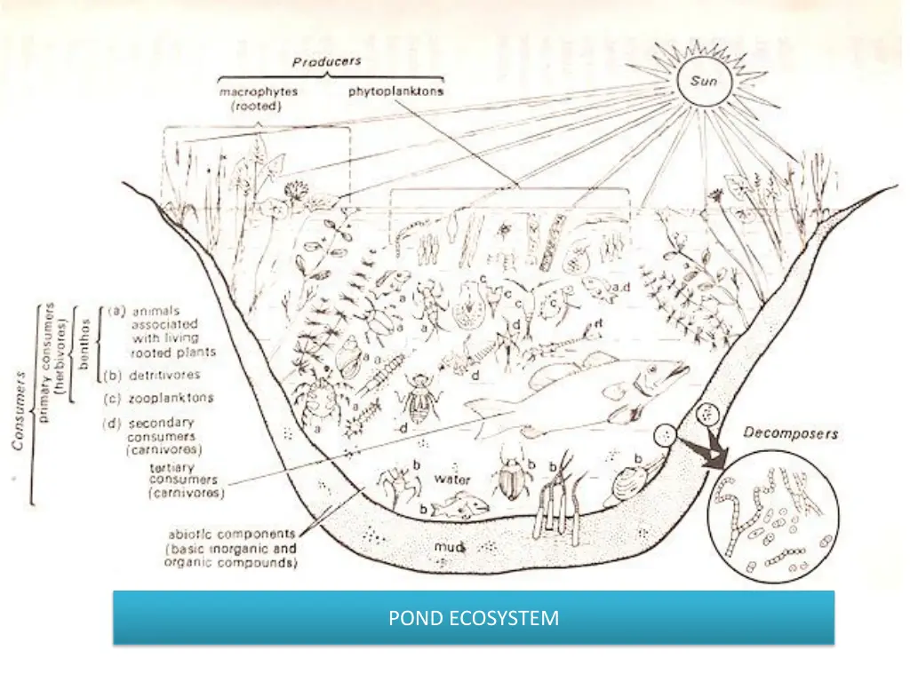 pond ecosystem 1