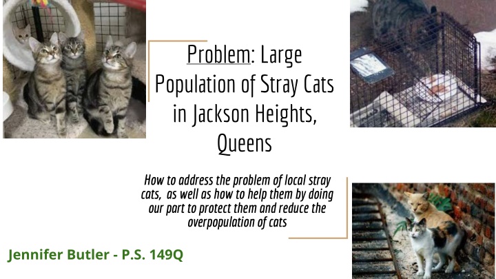 problem large population of stray cats in jackson