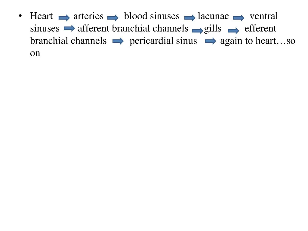 heart arteries blood sinuses lacunae ventral
