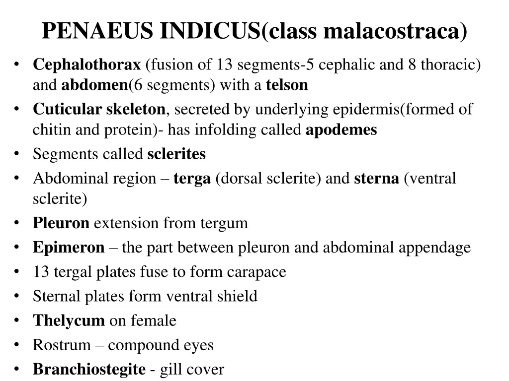 penaeus indicus class malacostraca