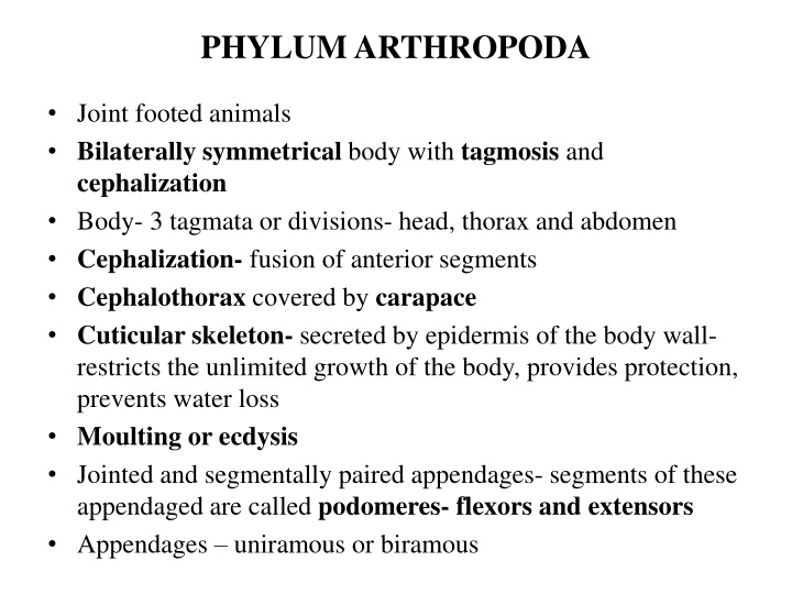 phylum arthropoda