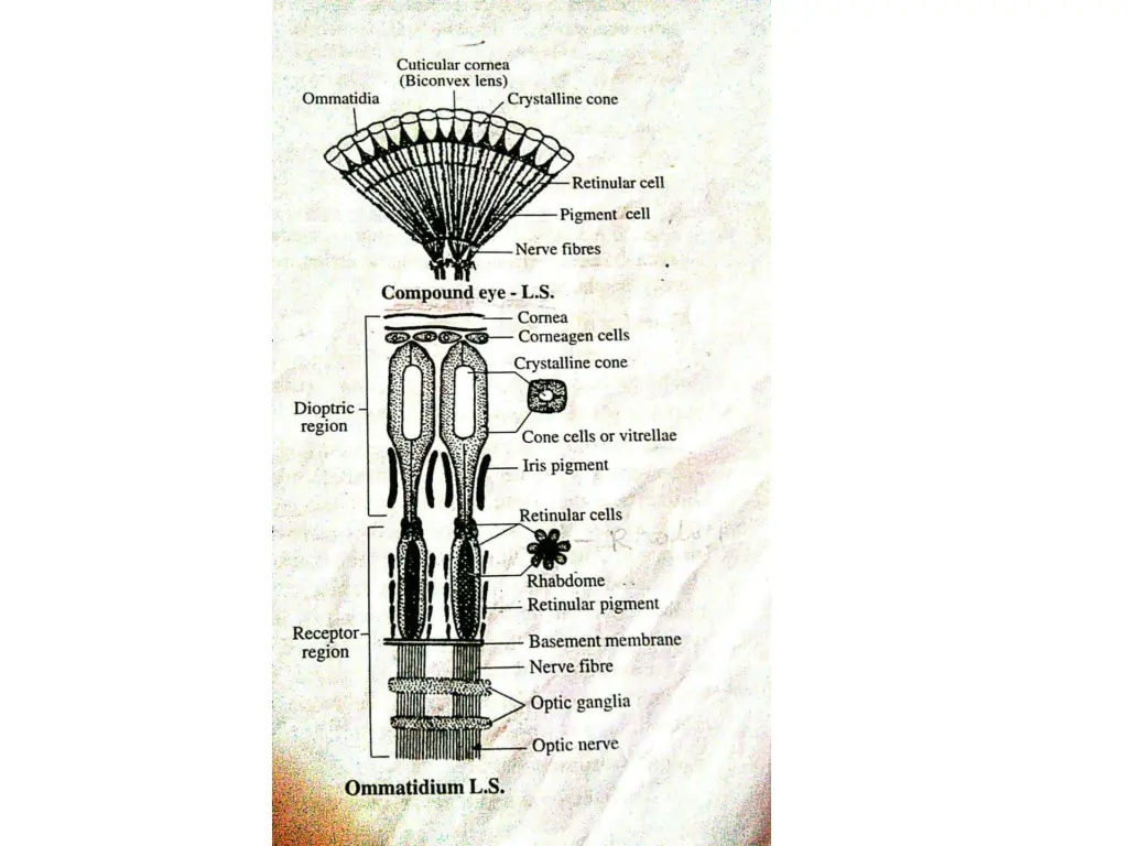slide41