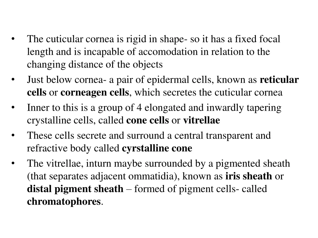 the cuticular cornea is rigid in shape