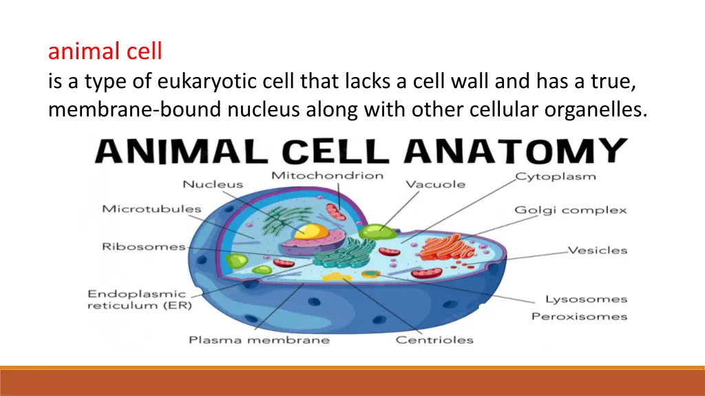 animal cell is a type of eukaryotic cell that