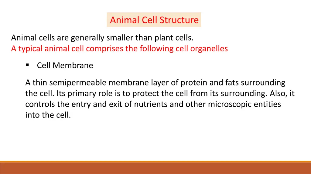 animal cell structure 1