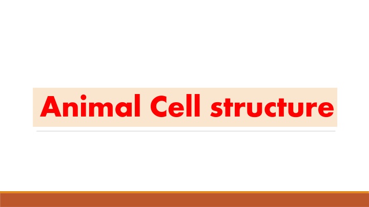 animal cell structure