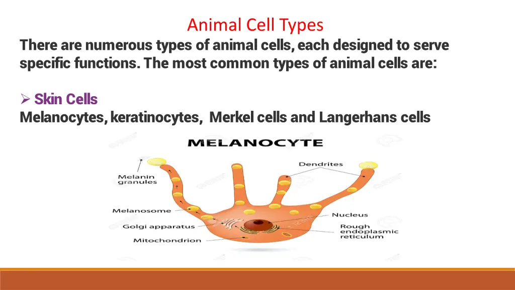animal cell types