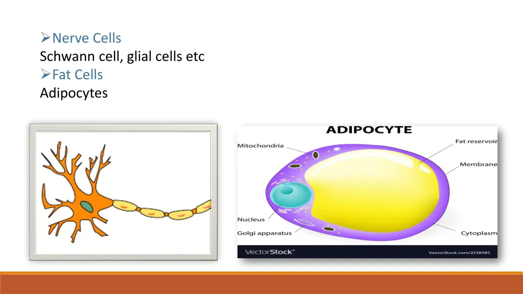 nerve cells schwann cell glial cells