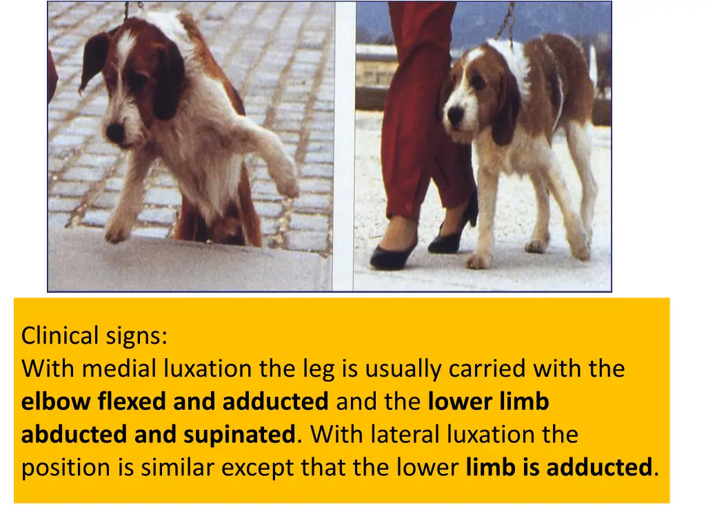 clinical signs with medial luxation