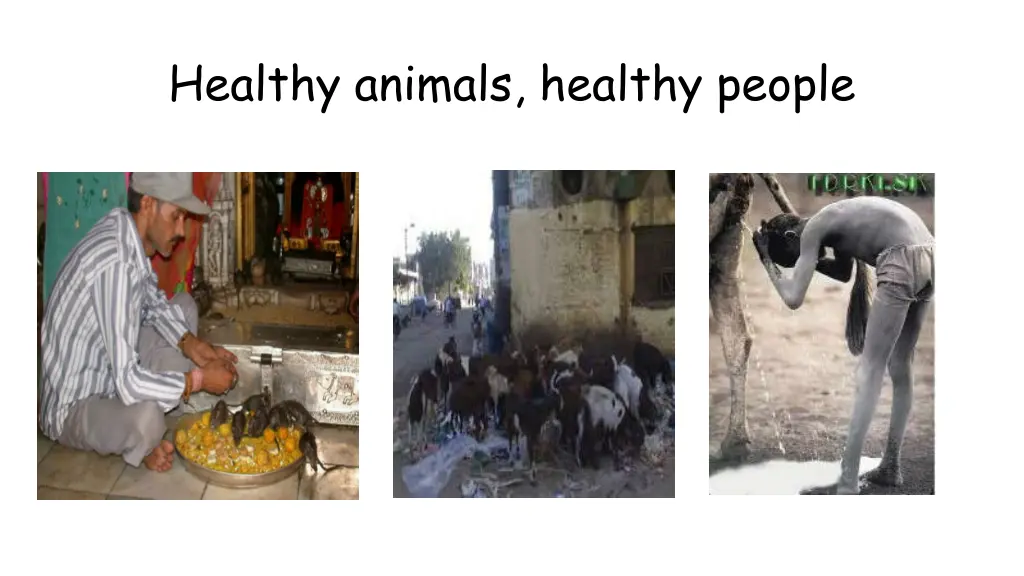 healthy animals healthy people