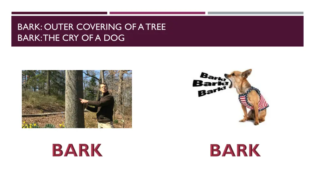 bark outer covering of a tree bark
