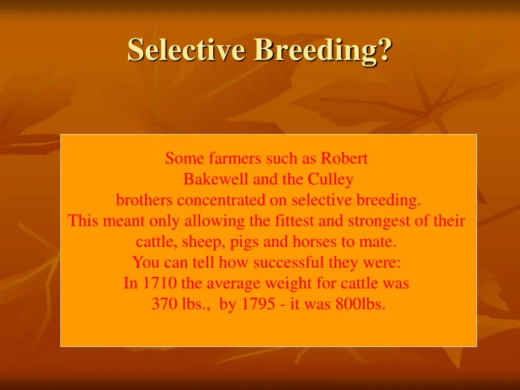 selective breeding