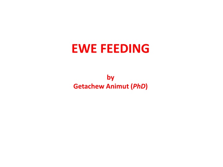 ewe feeding