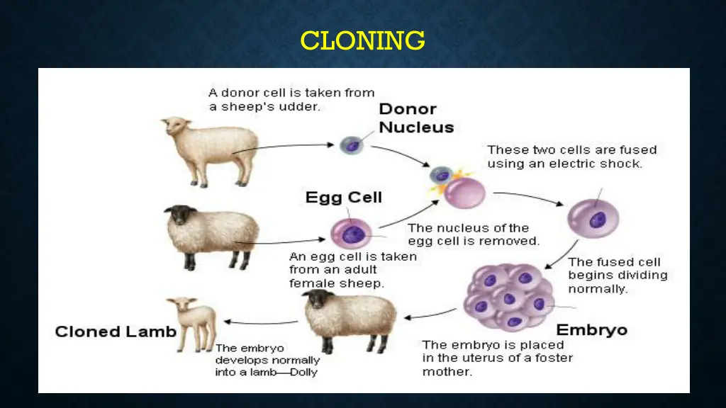 cloning 4