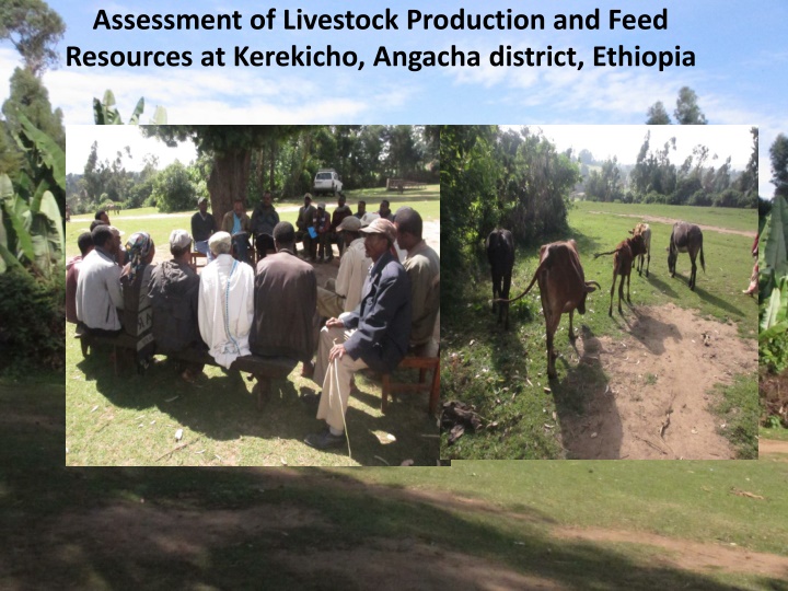 assessment of livestock production and feed
